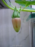 Canarina canariensis 20.12.2008