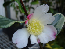 sasanqua 'Sasanqua Variegata'