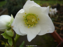 H. niger 'Josef Lemper' I
