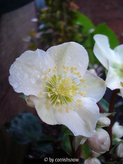 H. x ballardii V