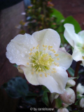 H. x ballardii V