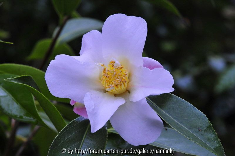 Camellia saluensis 2008
