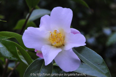 Camellia saluensis 2008