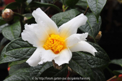Camellia granthamiana