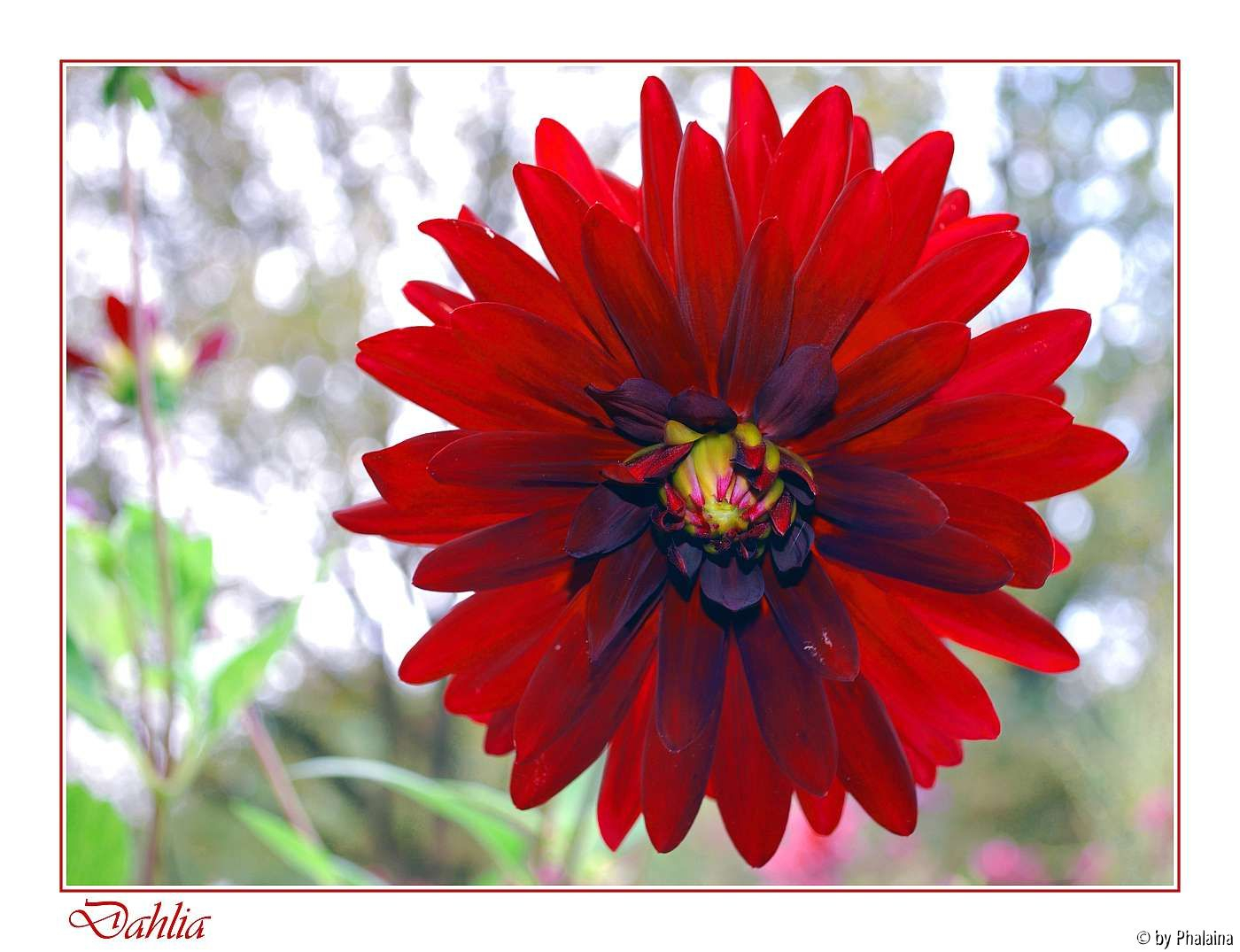 Dahlia