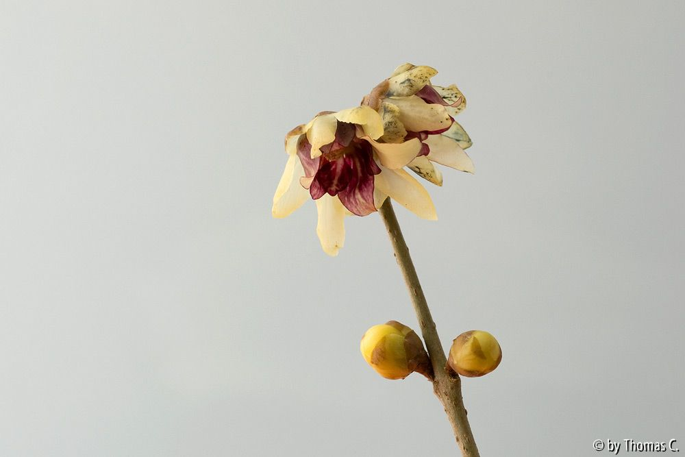 Chimonanthusblüte