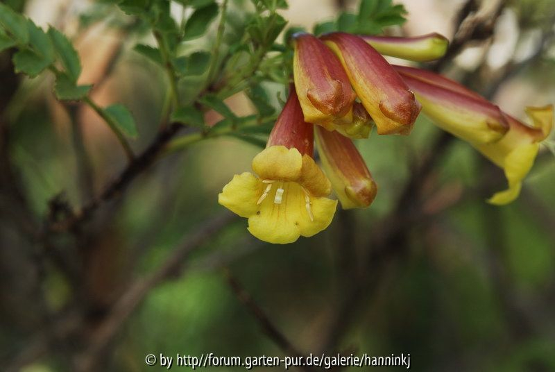 Tecoma stans