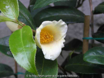 Camellia hyb. Shoko 08