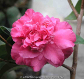 Camellia Hyb. Tristrem Carlyon 02 08