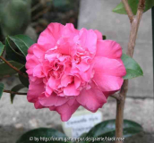 Camellia Hyb. Tristrem Carlyon 01 08