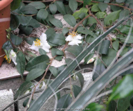 C. Cuspidata kriechend 02 08