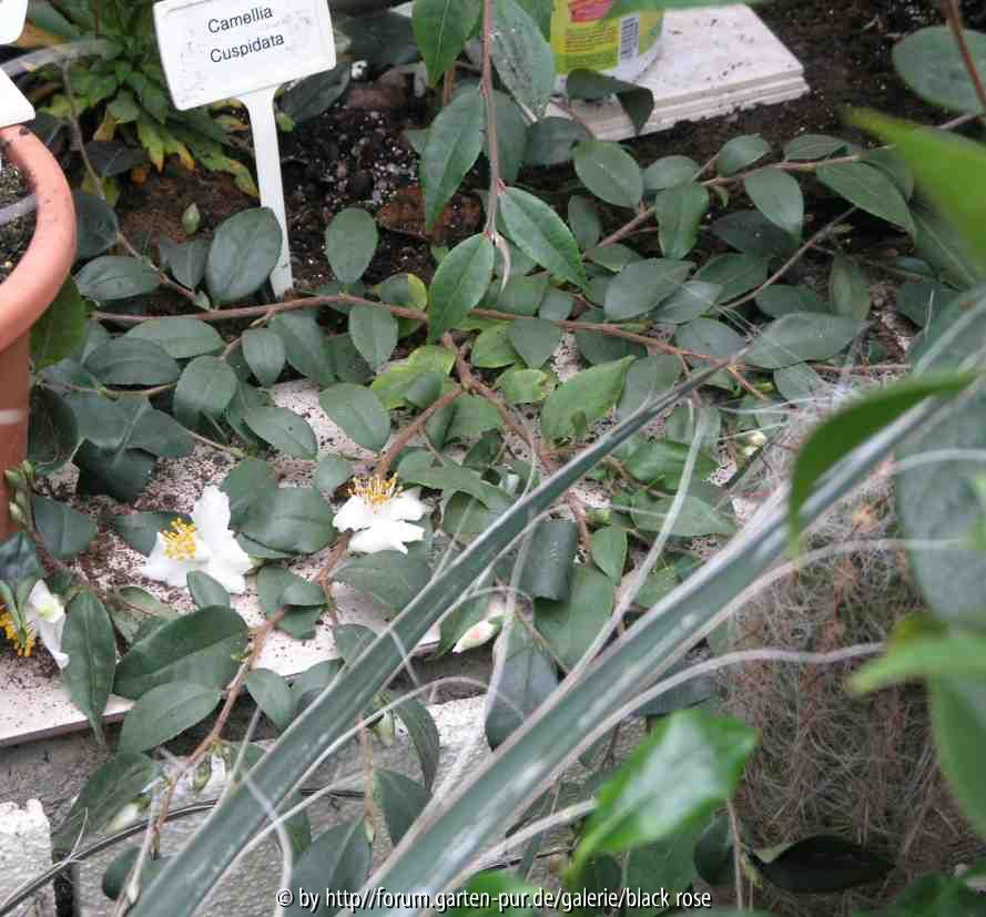 C. Cuspidata kriechend 01 08