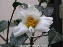 Camellia Granthamiana 02 08