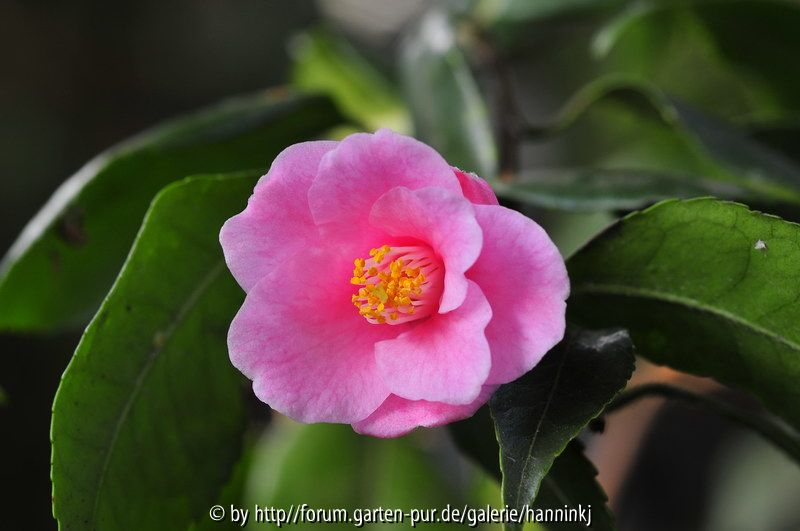 Camellia rosaeflora
