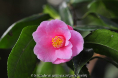 Camellia rosaeflora