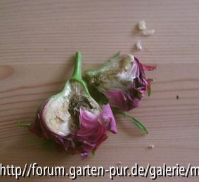 Perle von Weißenstein
