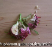 Perle von Weißenstein