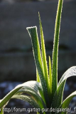 Lauch im Winter mit Rauhreif