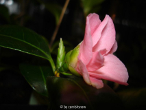 'Hima-wabisuke'