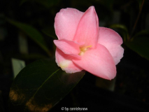 'Hima-wabisuke'