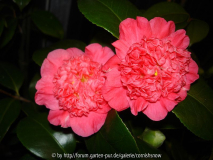 'Jingle Bells'