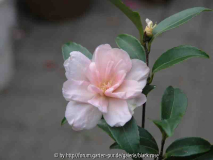 Camellia Sas. Paradies Petite1 08