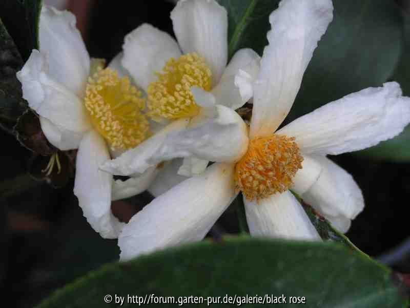Camellia Carpnelliana2 08