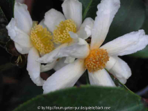 Camellia Carpnelliana2 08