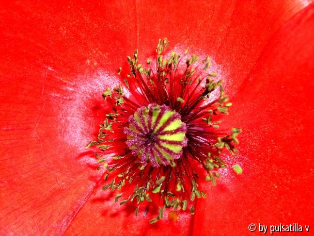 Mohn