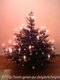 PICT0013,kl_30, Weihnachtsbaum, brennend