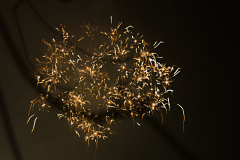 Flittergold 2009
