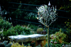 Gartenansichten 16 01-01-2009