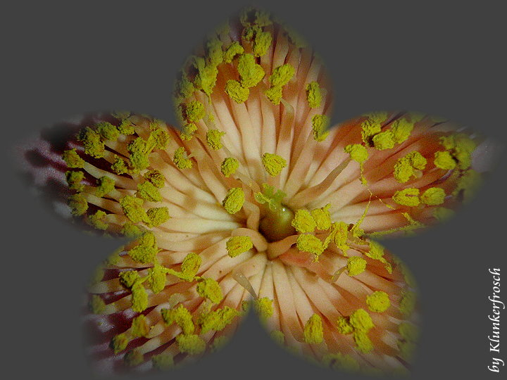 Camellia flower
