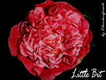 Camellia Little Bit