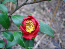 'Yuletide' 01.01.2009