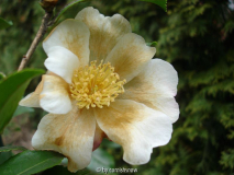 'P. Betty Lynn' 01.01.2009