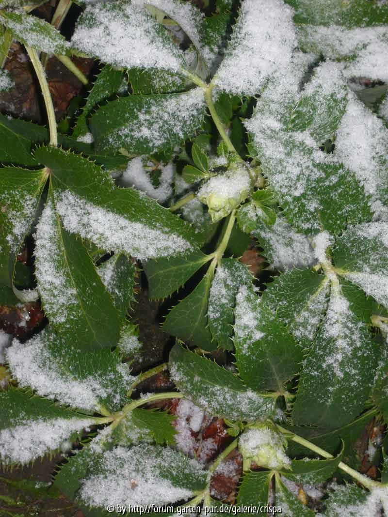 Helleborus argutifolius mit Knospen