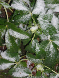 Helleborus argutifolius mit Knospen
