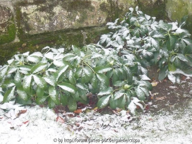 Helleborus argutifolius am Tunnel 1