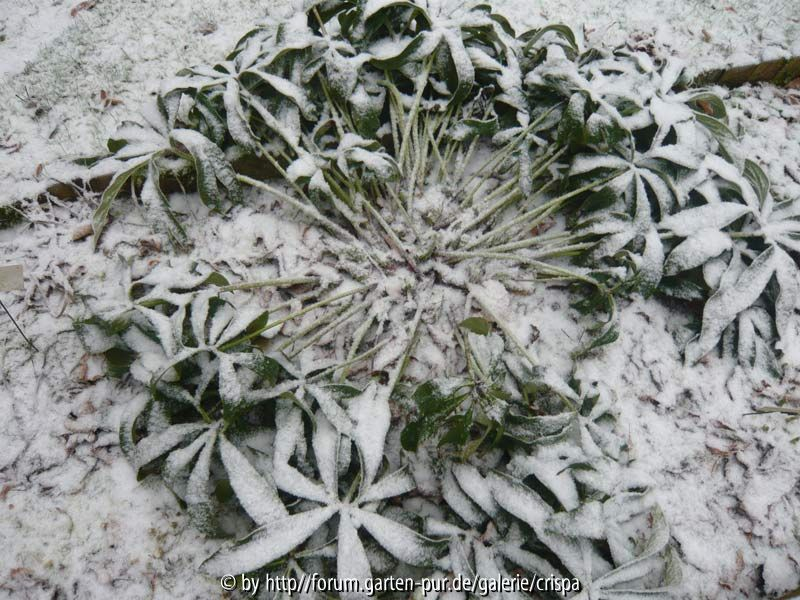 Große Helleborus ungeschützt auf dem Staudenbeet