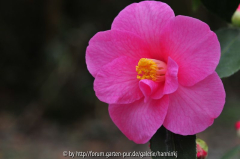 Camellia 'Crimson Candles'