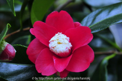 Camellia 'Bokuhan' 2
