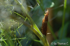 Fenchel - Bronzefenchel in Entfaltung