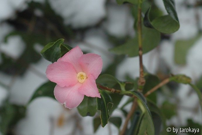 hinawabisuke 1/09