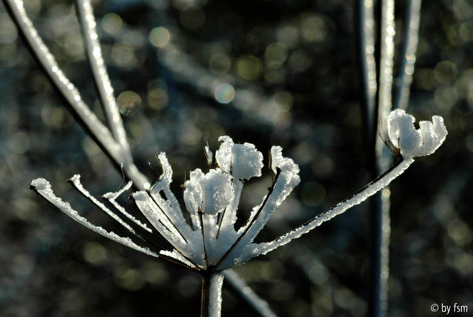 Wilde Möhre 8 03-01-2009