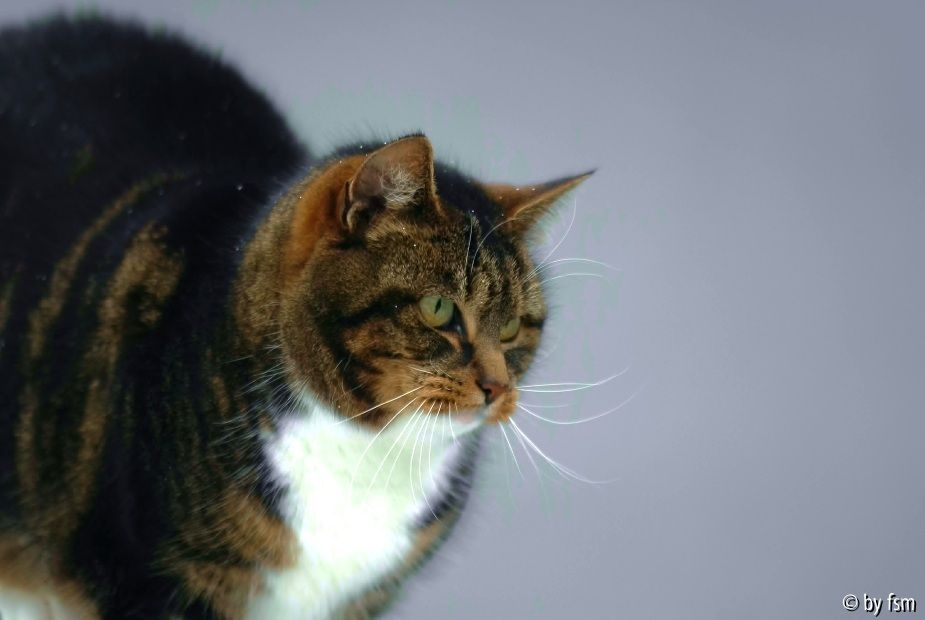 Cat 1 04-01-2009