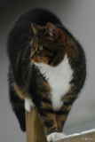 Cat 2