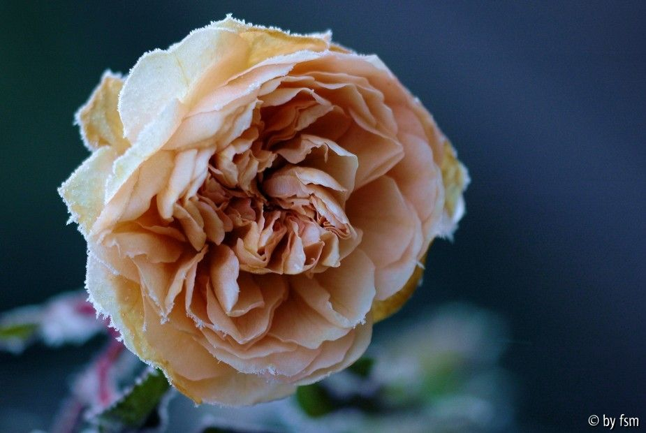 Rosa Crocus 1 01-01-2009