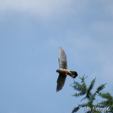 Turmfalke startet von Lärche