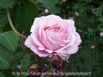 test - rose
